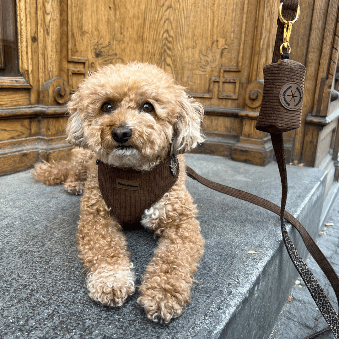 Hundegeschirr "Chocloate Leo"