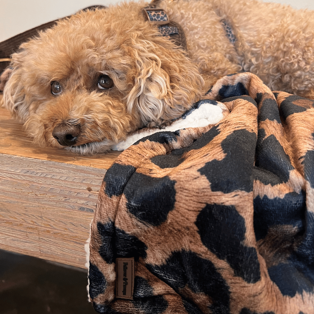 Hundedecke "Chocolate Leo"