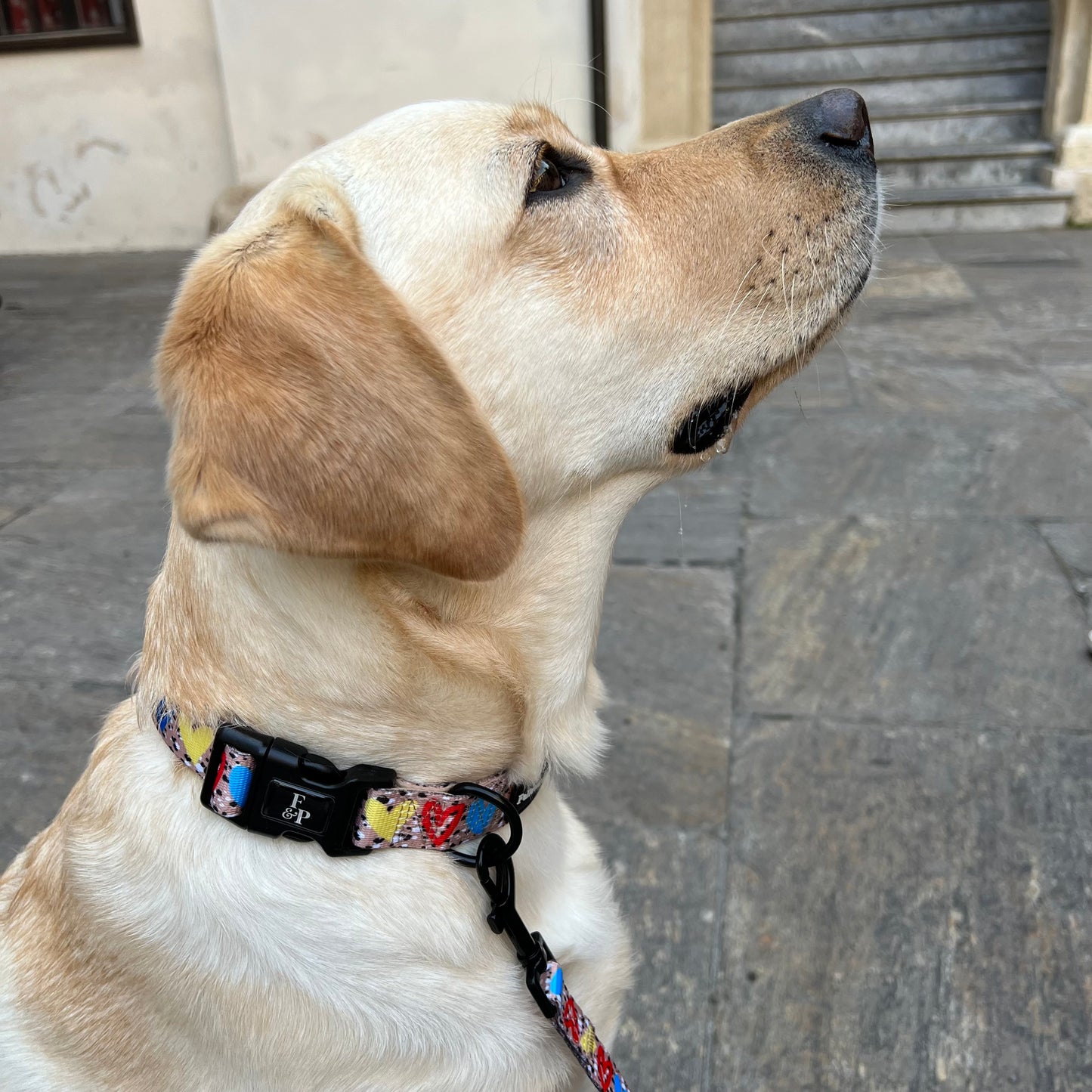 Dog Collar "Wild at heart"